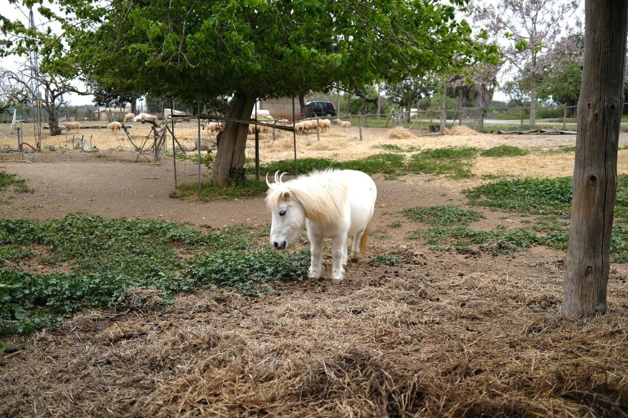 סנט לורנס דס קרדסר Finca Hotel Ses Cases Noves מראה חיצוני תמונה